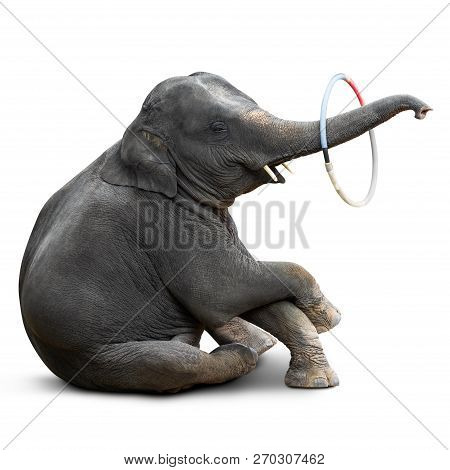 Cute Baby Elephant Playing Hulahoop Isolated On White Background With Clipping Path