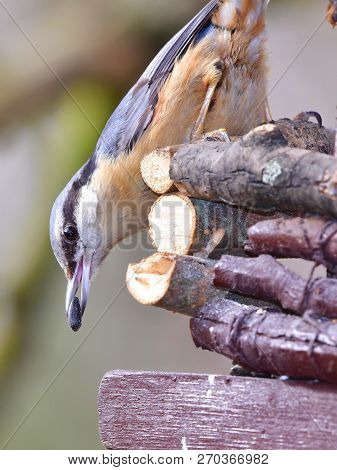 Nuthatch Bird Sitting On Feeder,here In Czech Republic