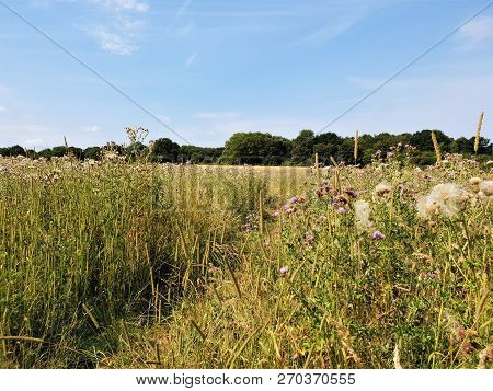 A Path Through A Summertime Meadow. Flowers And Thistles.