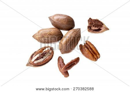 Pecan Nuts Isolated On White Background. Carya Illinoinensis