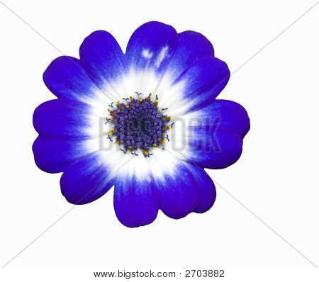 Isolerede blå blomst