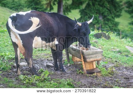 A Jersey Cow Comes To Drink Water At The Drinking Trough