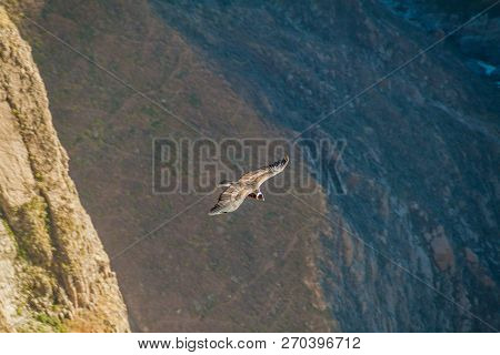 Andean Condor Vultur Gryphus In The Colca Canyon, Peru
