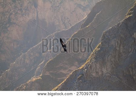 Andean Condor Vultur Gryphus In The Colca Canyon, Peru