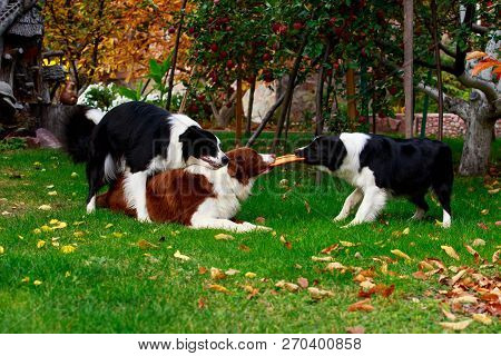 Three Dogs Of Breed Border Collie Playing In Frisby On The Garden