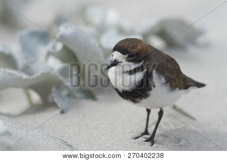 Two-banded Plover (charadrius Falklandicus) Foraging Amongst Flowering Sea Cabbage Plants (senecio C