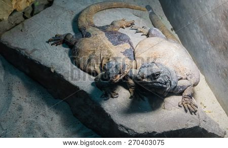 Two Egyptian Lizards Close Together On A Rock, Reptile Friendship And Bonding