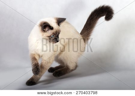 Color-point Kitten In Motion. The Cat Runs And Jumps To The Side. Light Gray Background, Light From 