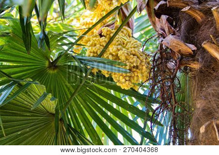 Blooming Of Trachycarpus. Yellow Flowers Of Windmill Palm Tree Close-up