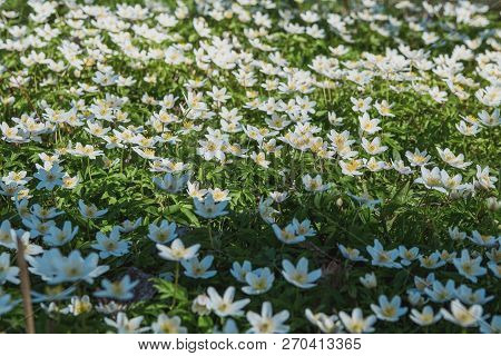 Spring Flowers. Beautifully Blossoming Pasque Flower And Sun With A Natural Colored Background