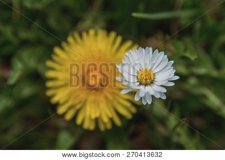 Spring Flowers. Beautifully Blossoming Pasque Flower And Sun With A Natural Colored Background