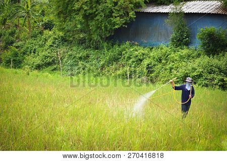 Herbicide Spraying Of Farmer / Man Farmer To Spray Herbicides Or Chemical Fertilizers Kill The Grass