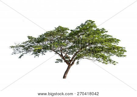 Isolated Big Tree On White Background. Tropical Trees Isolated Used For Design, Advertising And Arch