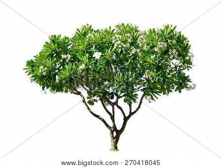 Plumeria.isolated Tree On White Background. Trees Database Botanical Garden Organization Elements Of