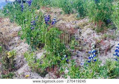 Field Of Lupinus Mutabilis, Species Of Lupin Grown In The Andes, Mainly For Its Edible Bean. Near Qu