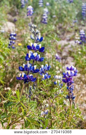 Lupinus Mutabilis, Species Of Lupin Grown In The Andes, Mainly For Its Edible Bean. Near Quilotoa, E