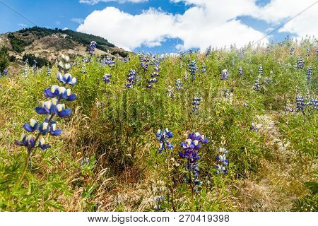 Field Of Lupinus Mutabilis, Species Of Lupin Grown In The Andes, Mainly For Its Edible Bean. Near Qu