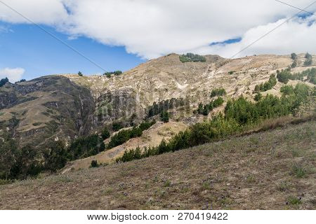 Mountains And Field Of Lupinus Mutabilis, Species Of Lupin Grown In The Andes, Mainly For Its Edible