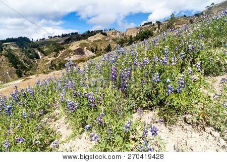 Mountains And Field Of Lupinus Mutabilis, Species Of Lupin Grown In The Andes, Mainly For Its Edible