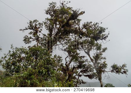 Tree With Bromliads In National Park Podocarpus In Southern Ecuador