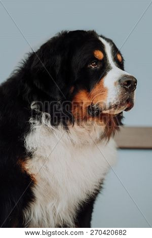 Portrait Amaizing Beautiful Bernese Mountain Dog. Blue Background