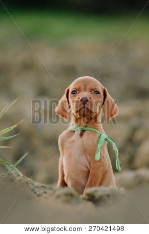 Cute Puppy Hungarian Pointing Dog, Vizsla Stay On Ground. Yellow Field On Background