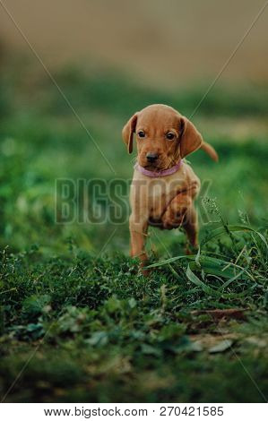 Portrait Of Cute Puppy Hungarian Pointing Dog, Vizsla Run On Grass. Field On Background