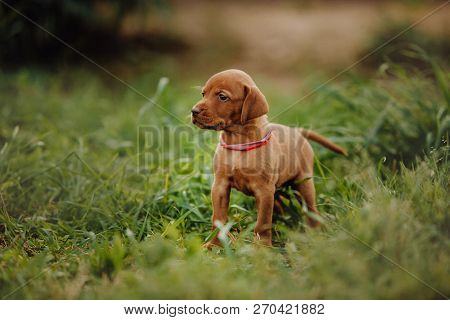 Portrait Of Cute Puppy Hungarian Pointing Dog, Vizsla Stay On Grass. Brown Background