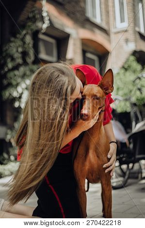 Girl Pet Cool Pharaoh Hound Dog . Old Town On Background