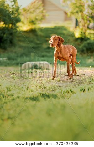 Hungarian Pointing Dog, Vizsla Stay On Grass In Sunshine. Grass On Background