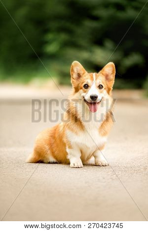 Smiling Happy Welsh Corgi Dog Sit On Road. Green Aley On Background