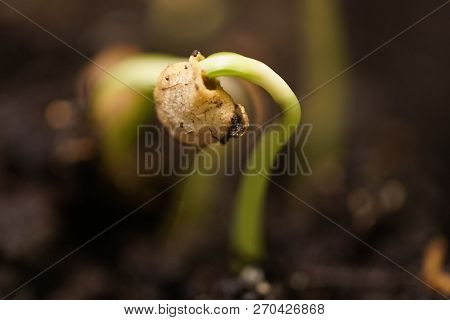 Growth Of New Life Green Plants Glose Up On Ground Background