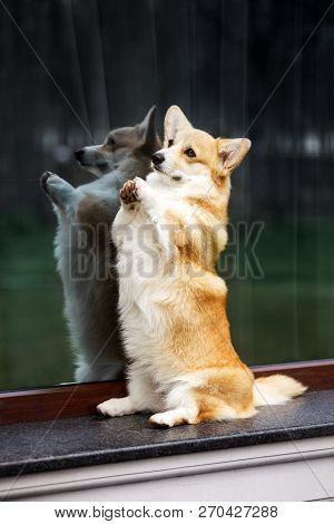 Portrait Happy Welsh Corgi Dog Sit On Window. Black Window Miror Background