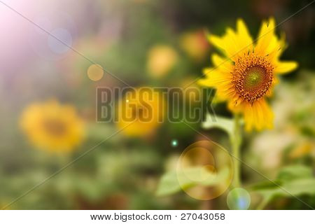 Sun flower