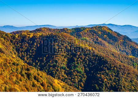 Scenic Landscape With Trees In Mountain Forest In Autumn.