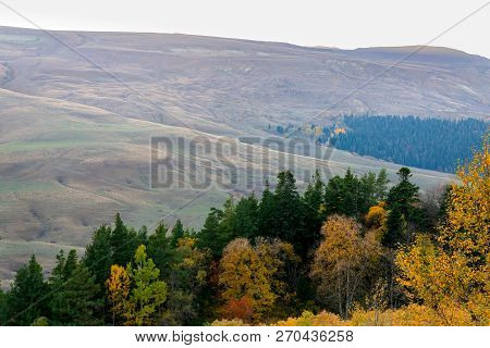 Scenic Landscape With Trees In Mountain Forest In Autumn.