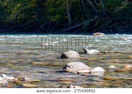 Scenic Landscape With Beautiful Mountain River. Autumn In Mountain Forest. Sunny Day.