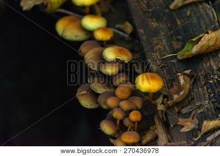 Many Dangerous Inedible Mushrooms In A Dark Forest. Poisonous Mushrooms, Hazardous To Health.