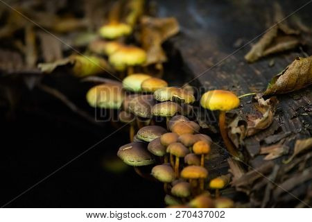 Many Dangerous Inedible Mushrooms In A Dark Forest. Poisonous Mushrooms, Hazardous To Health.