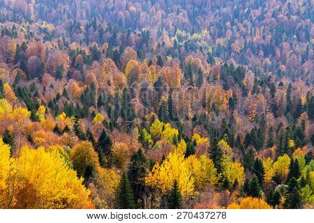 Scenic Landscape With Trees In Mountain Forest In Autumn.