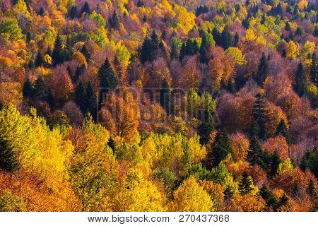 Scenic Landscape With Trees In Mountain Forest In Autumn.