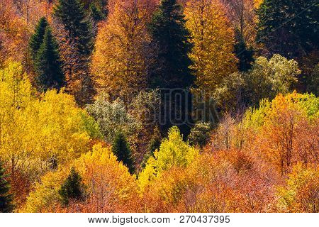 Scenic Landscape With Trees In Mountain Forest In Autumn.