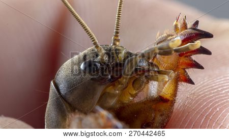 Gryllotalpa Gryllotalpa Mole Cricket In Human Hand