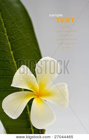 Gyönyörű fehér virág, levél (Leelawadee) elszigetelt fehér background