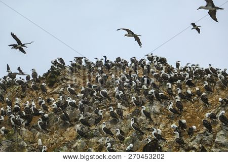 Colony Of Peruvian Boobies (sula Variegata) In Island Balestas, Peru