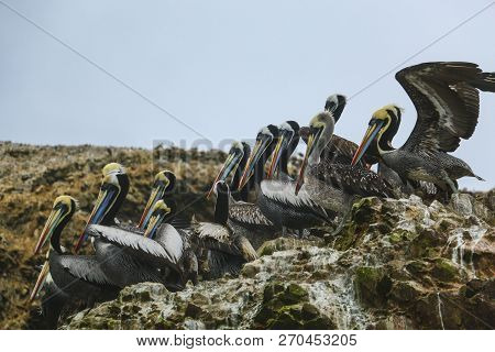 Brown Pelicans, Island Balestas, Peru, South America