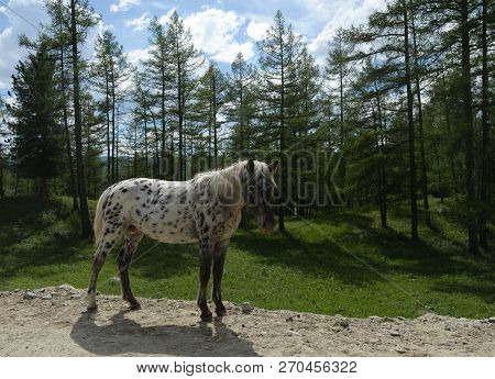Horses In The Mountains Of Altai. Western Siberia. Russia