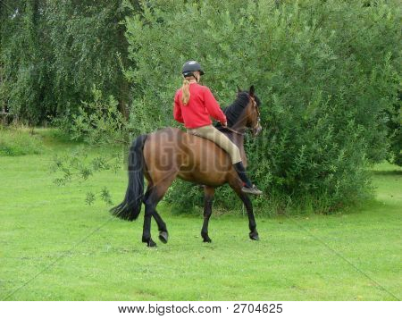 Horse