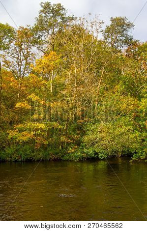 Forest And Reflection In Owenriff River, Oughterard, Ireland