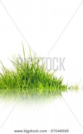 Vert herbe avec réflexion isolée sur fond blanc.